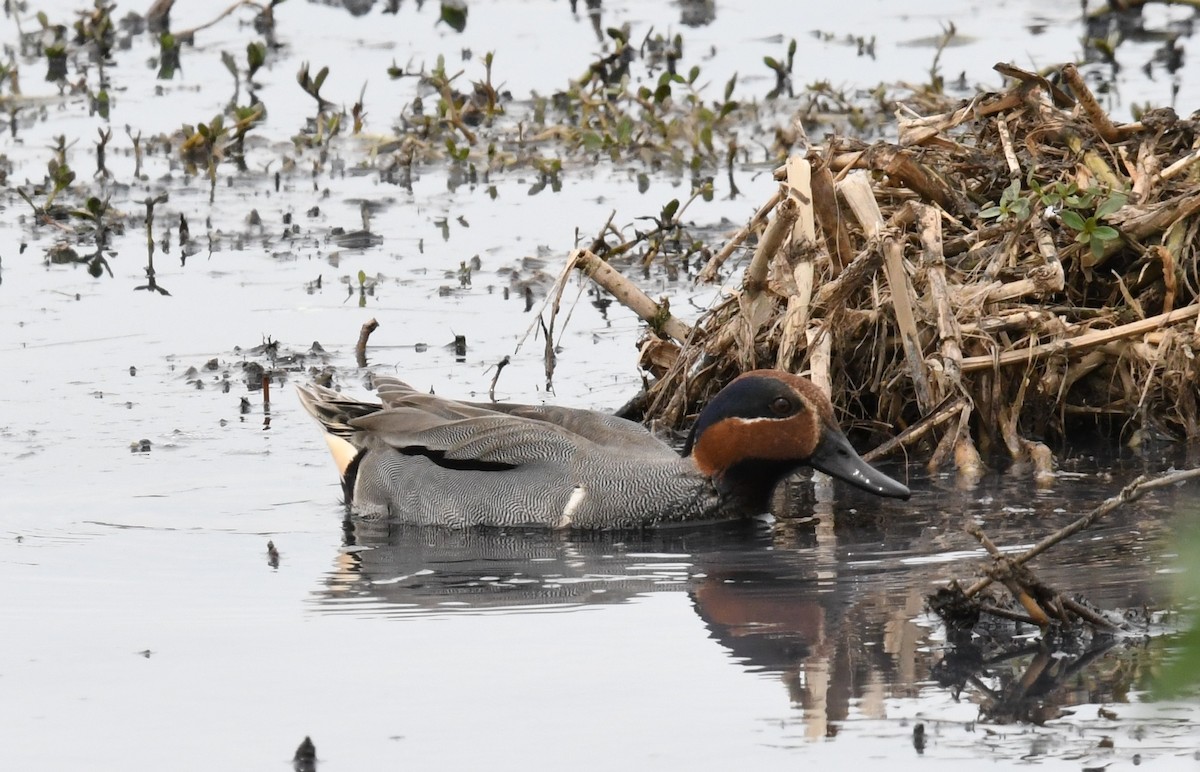 Green-winged Teal - ML148347721