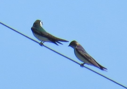 Violet-green Swallow - ML148348771