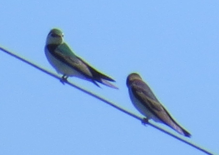 Violet-green Swallow - ML148348831