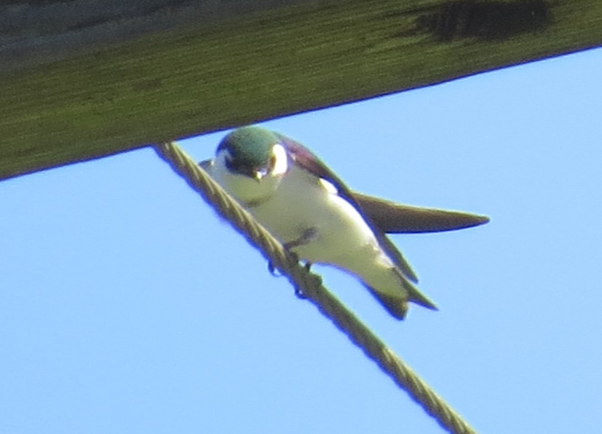 Violet-green Swallow - ML148348991