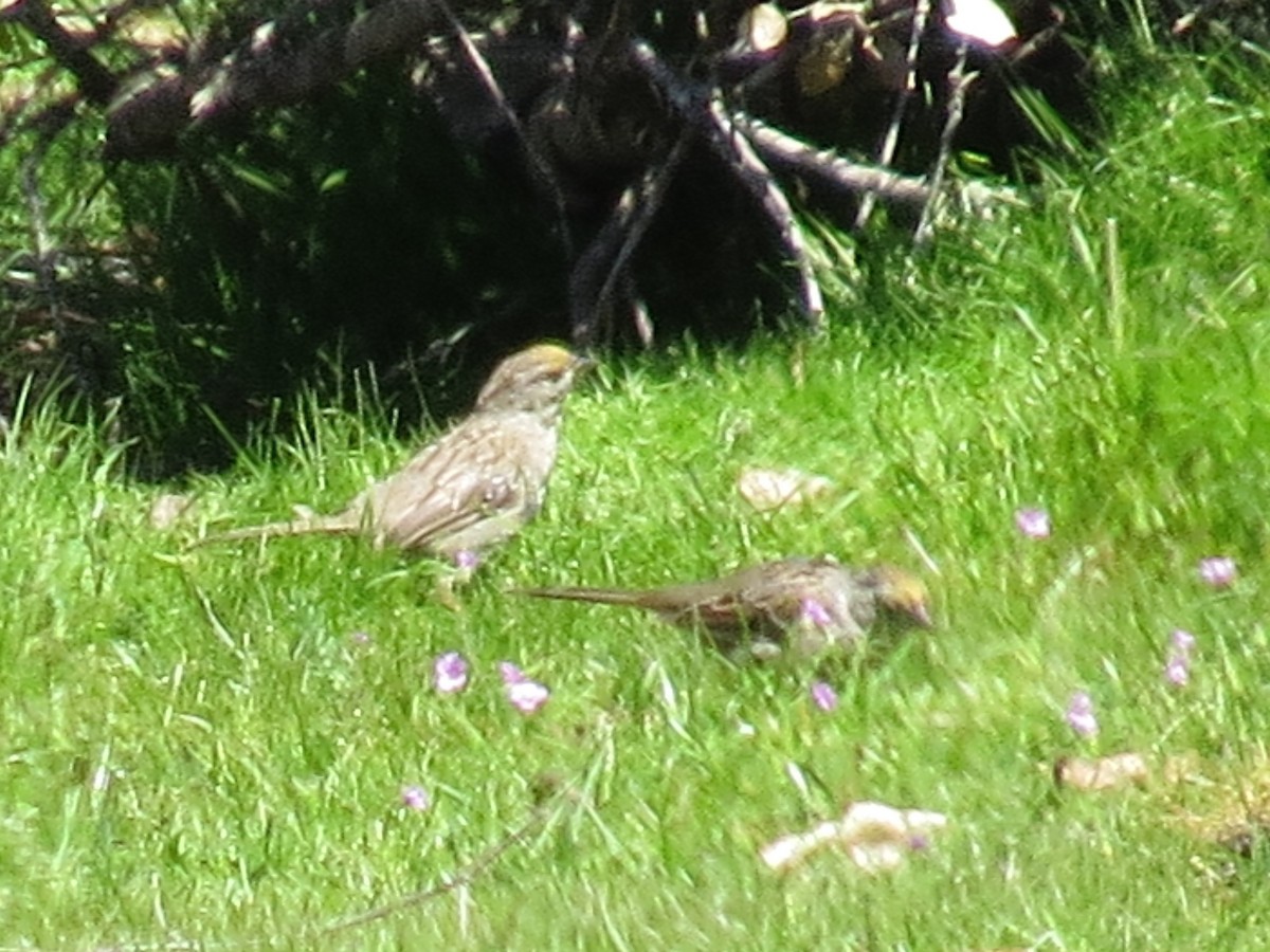 Golden-crowned Sparrow - ML148349351