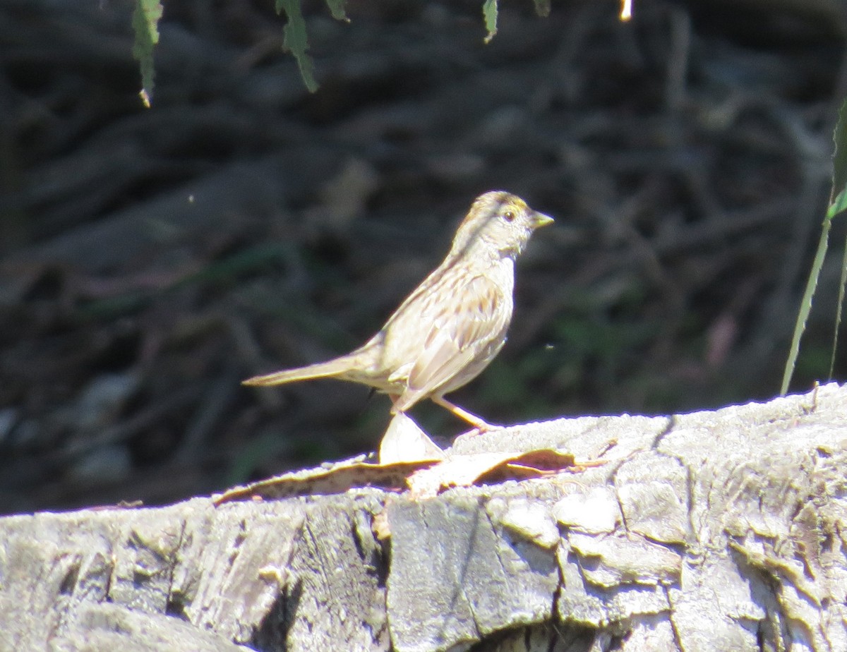 Golden-crowned Sparrow - ML148349431