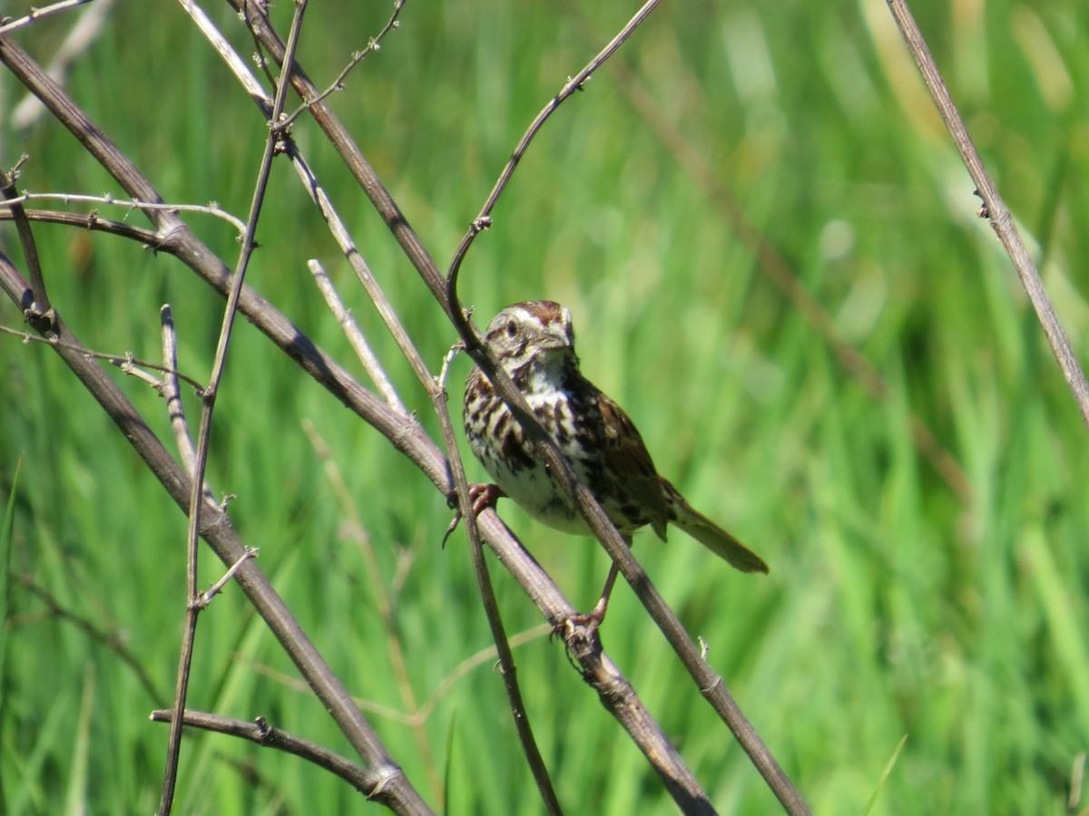 Song Sparrow - Gayle Dangers-Meusel
