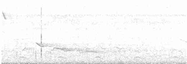 Зернолуск білогорлий - ML148350171