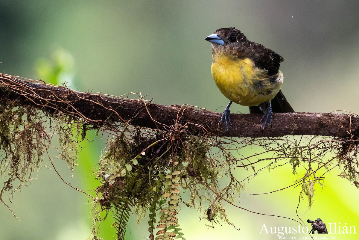 Flame-rumped Tanager (Lemon-rumped) - ML148351231