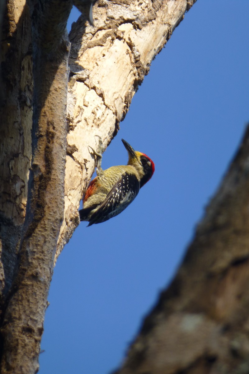Black-cheeked Woodpecker - Nicholas Sly
