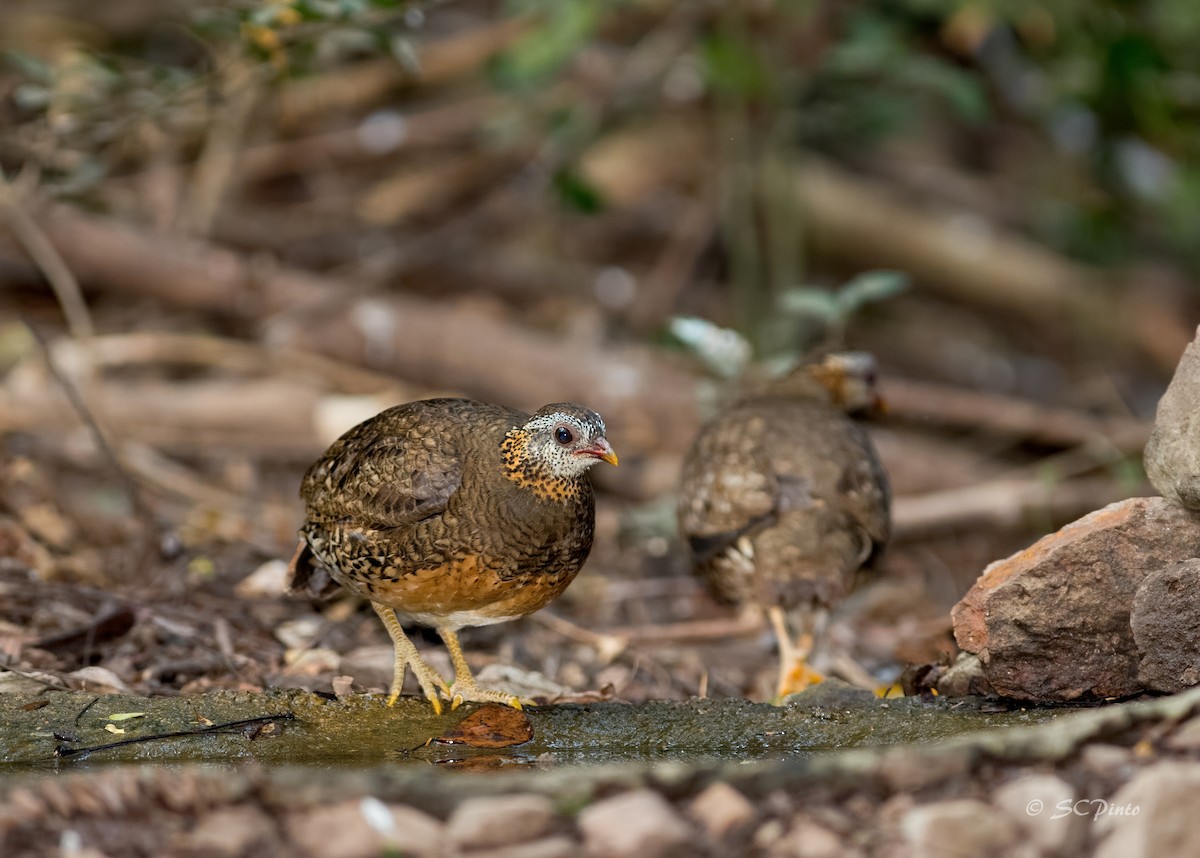 Scaly-breasted Partridge - Shailesh Pinto