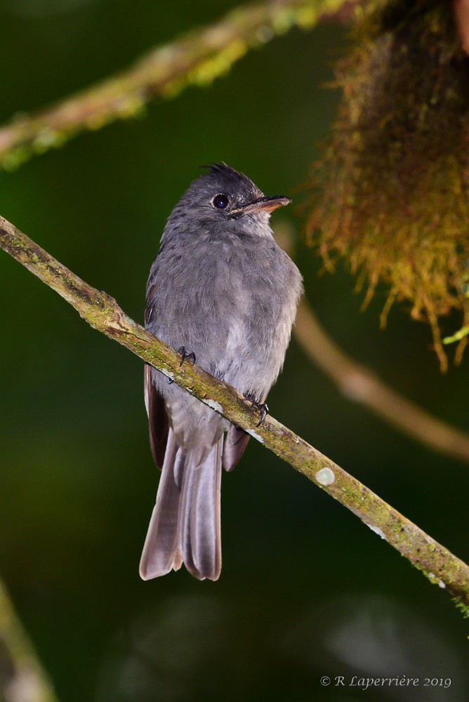 Smoke-colored Pewee - René Laperrière