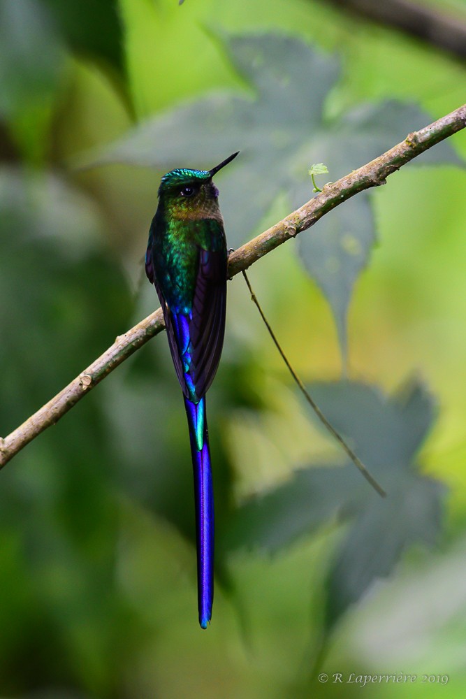 Violet-tailed Sylph - ML148355521