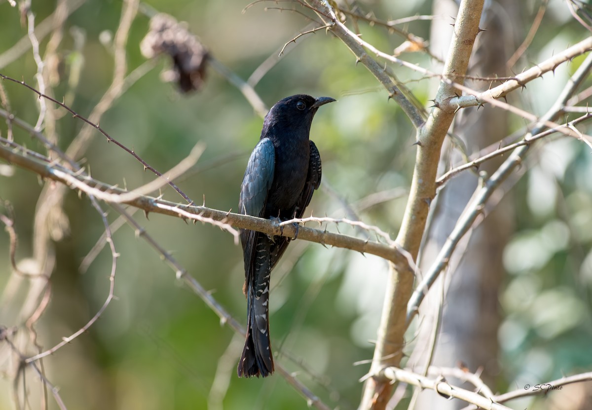 Square-tailed Drongo-Cuckoo - Shailesh Pinto