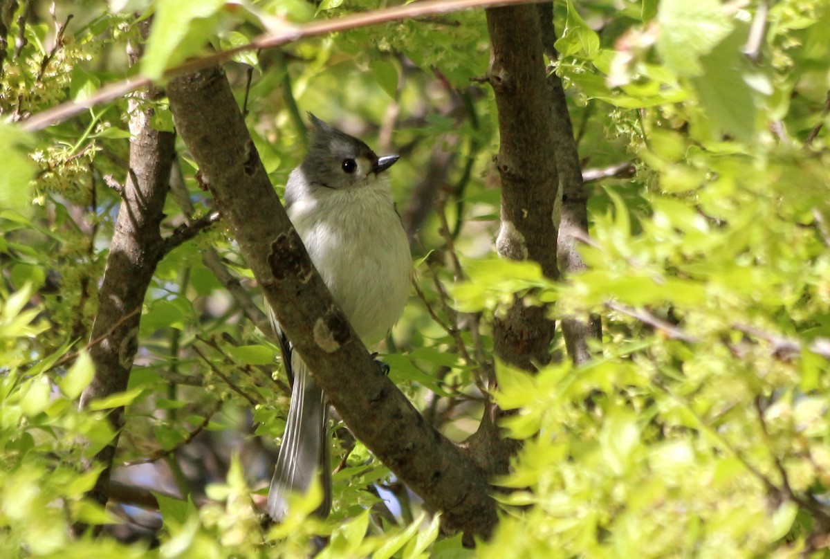 Tufted x Black-crested Titmouse (hybrid) - Cory  Norris