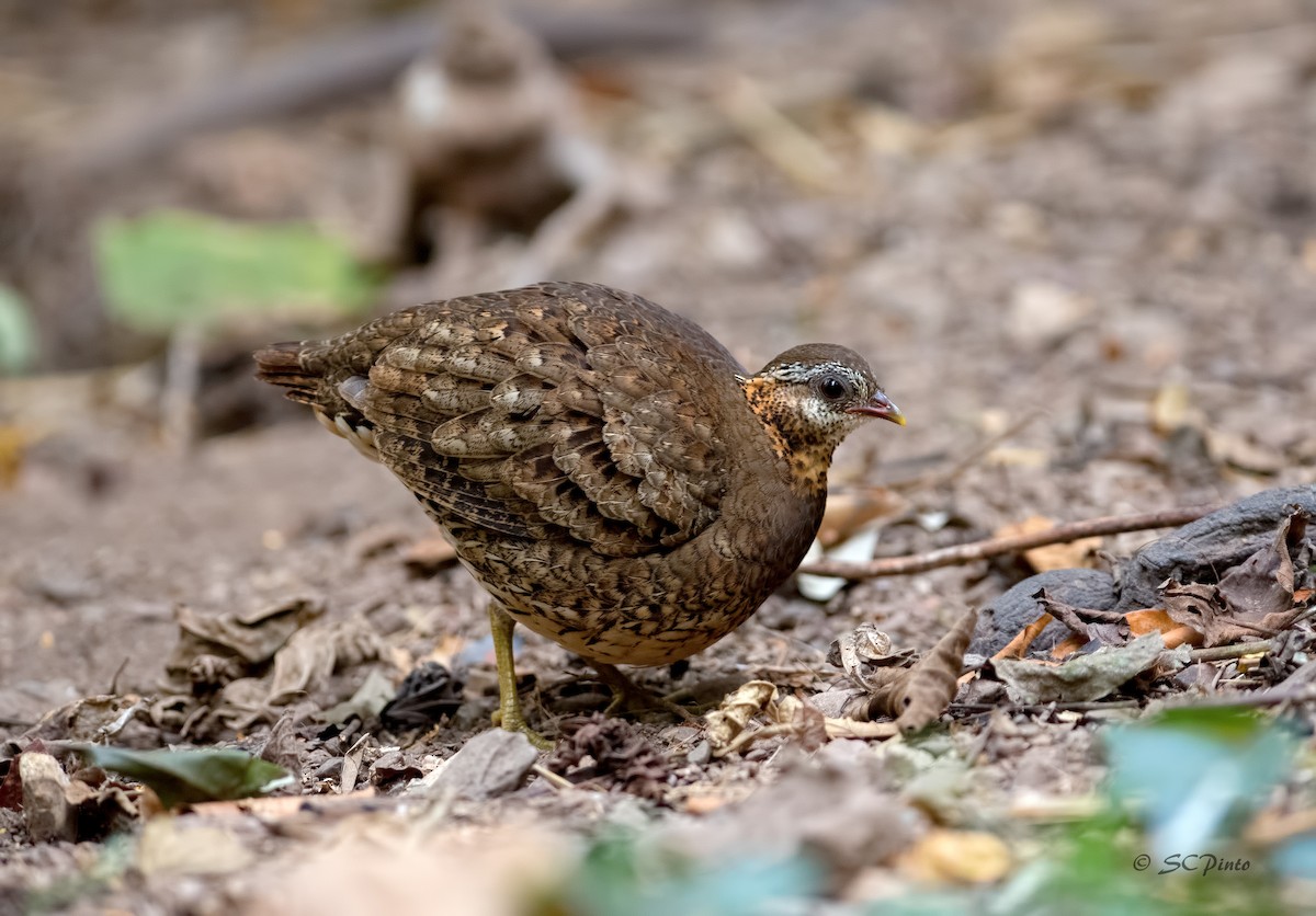 Scaly-breasted Partridge - ML148357901