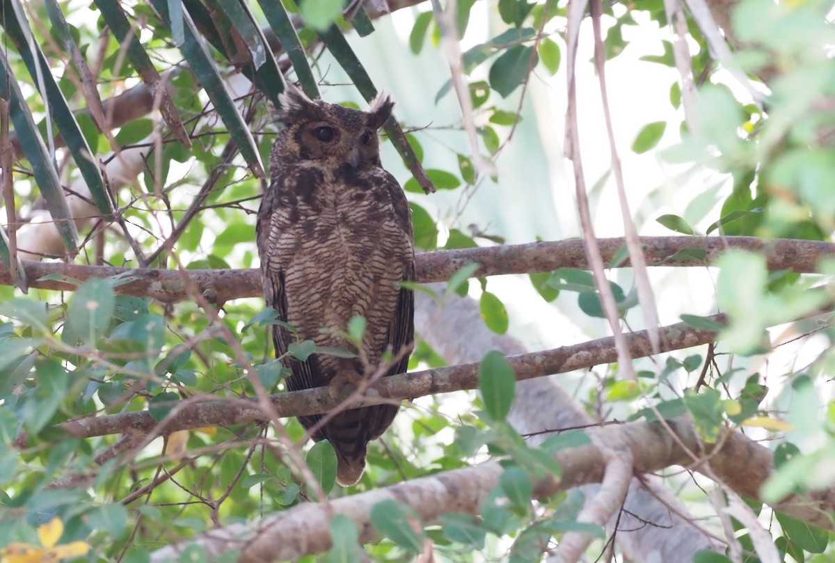 Great Horned Owl - ML148361141