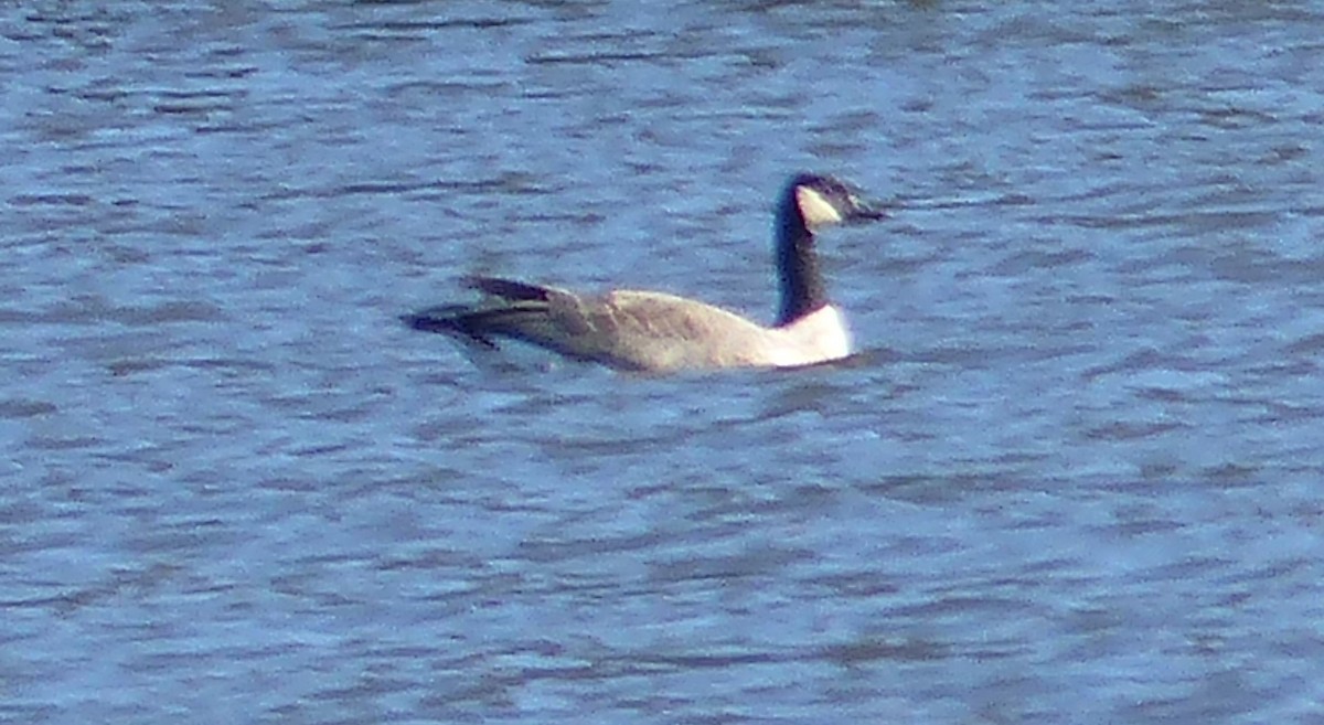Canada Goose (canadensis Group) - ML148361551