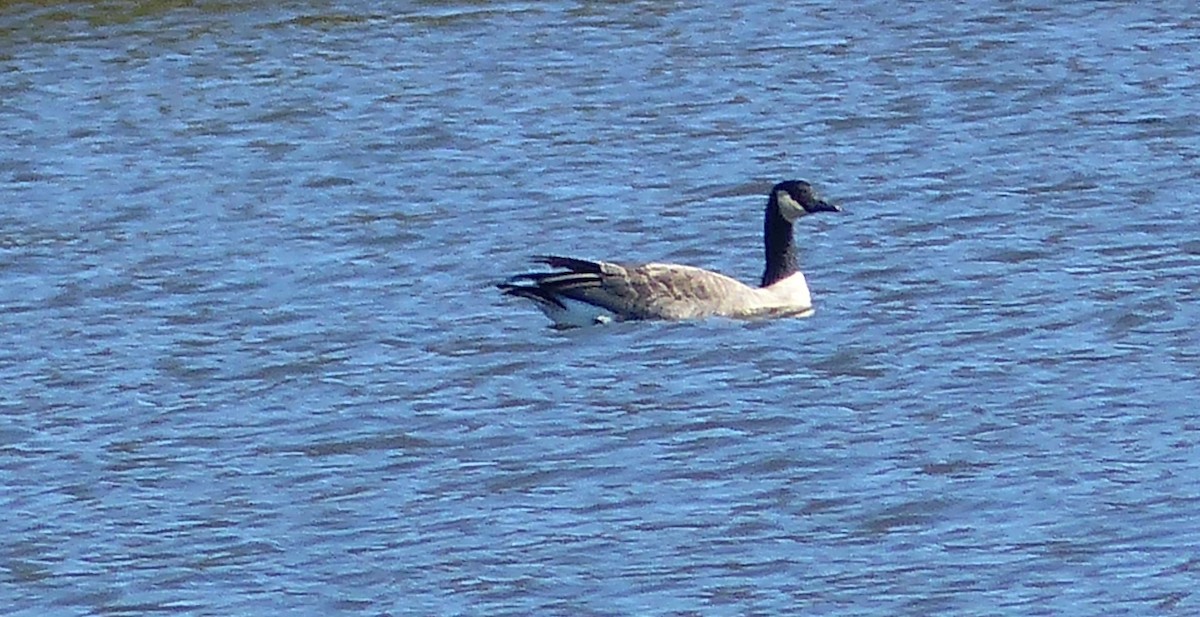 Canada Goose (canadensis Group) - ML148361561