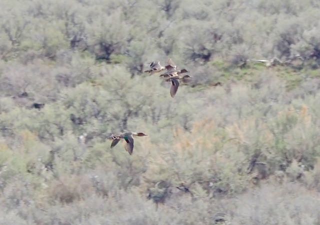 Green-winged Teal - ML148361571