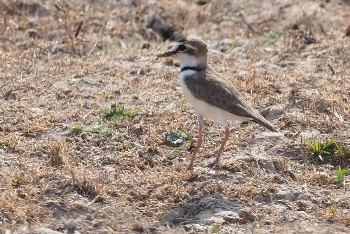 Collared Plover - ML148361831