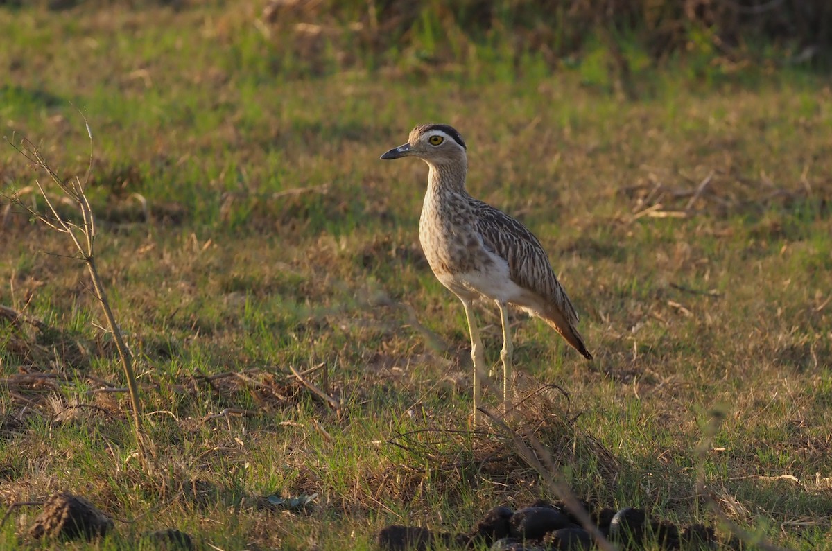 Double-striped Thick-knee - ML148362131