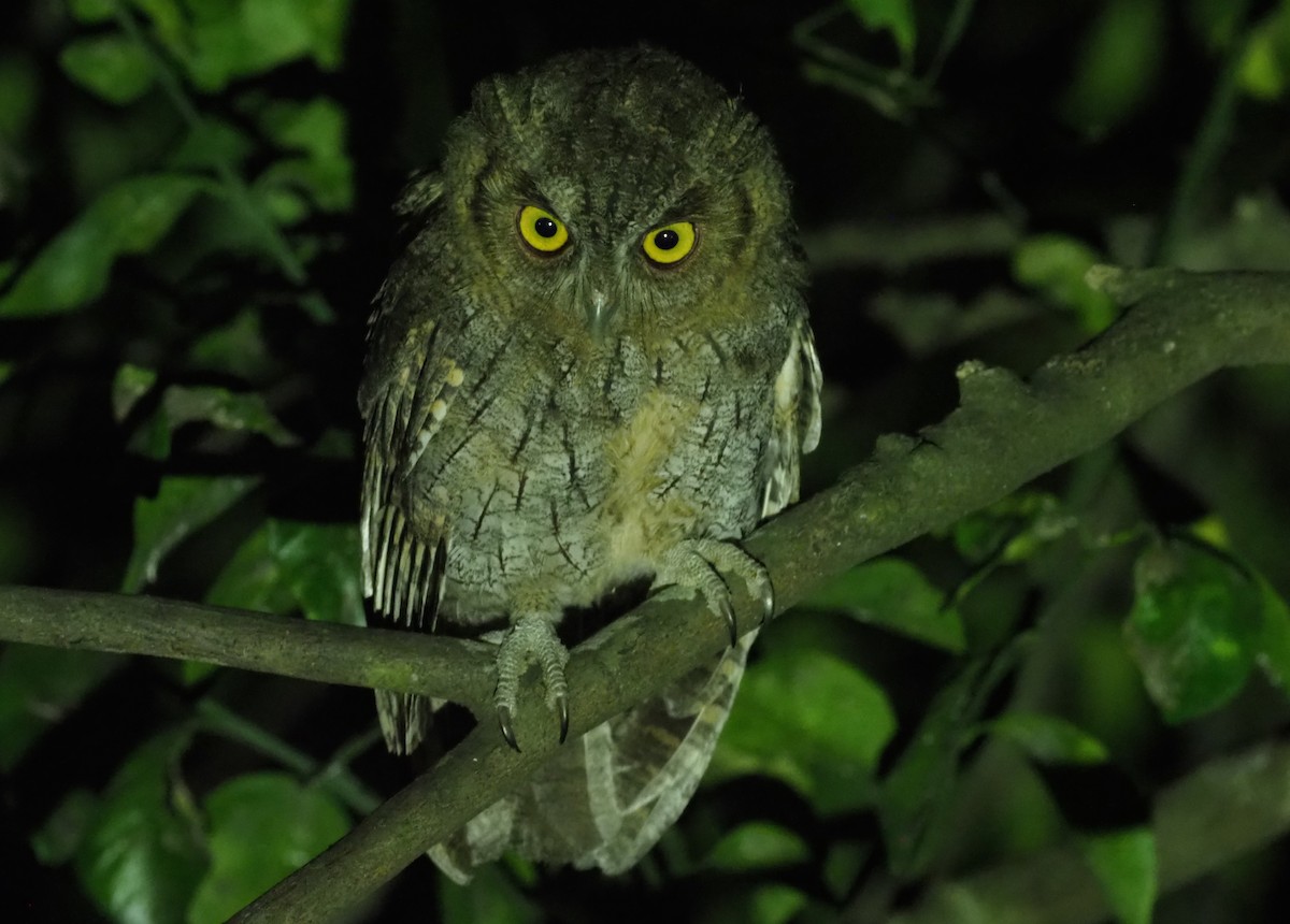 Tropical Screech-Owl - Stephan Lorenz