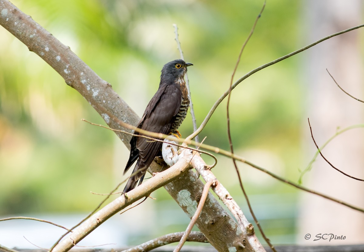 Large Hawk-Cuckoo - Shailesh Pinto