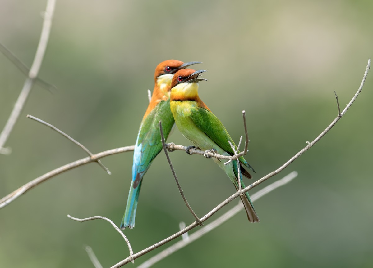 Chestnut-headed Bee-eater - Shailesh Pinto