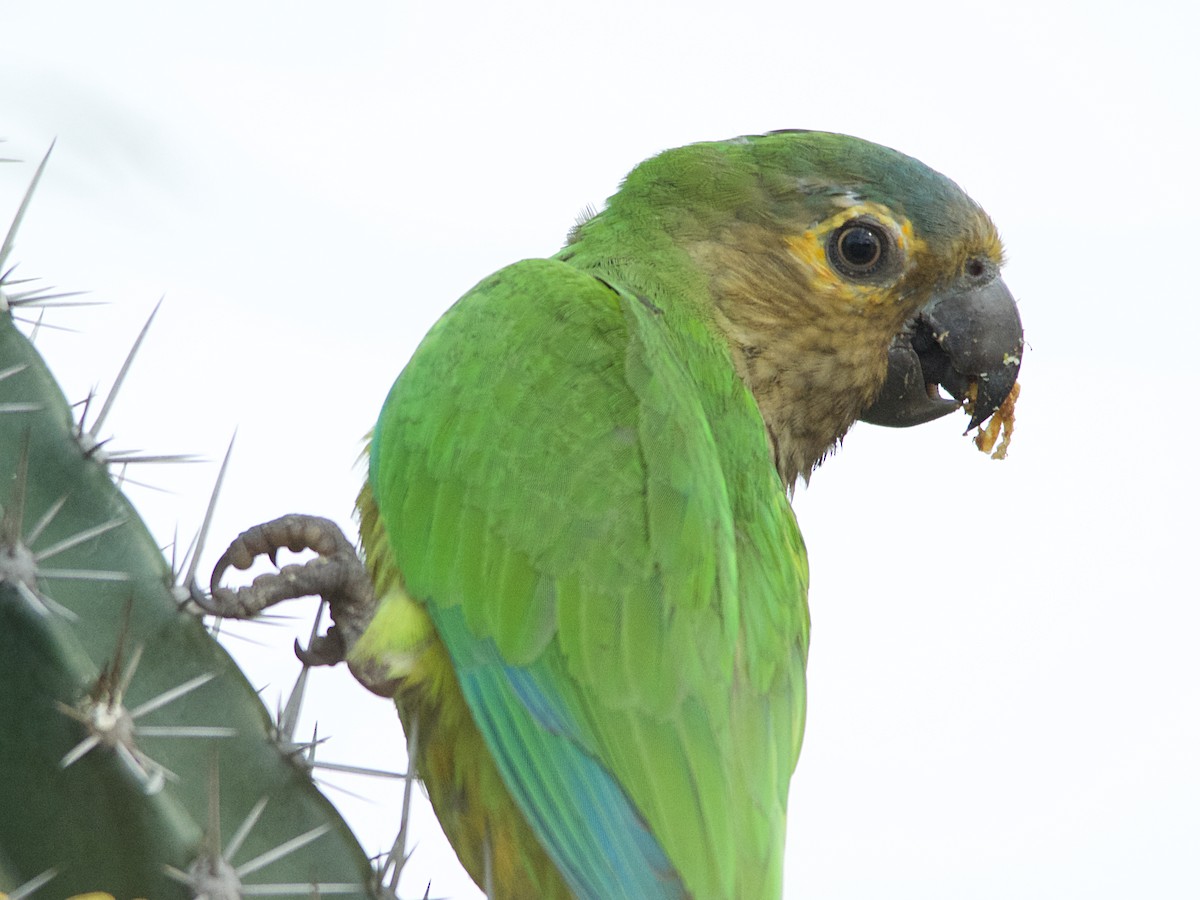Brown-throated Parakeet - Michael Tromp