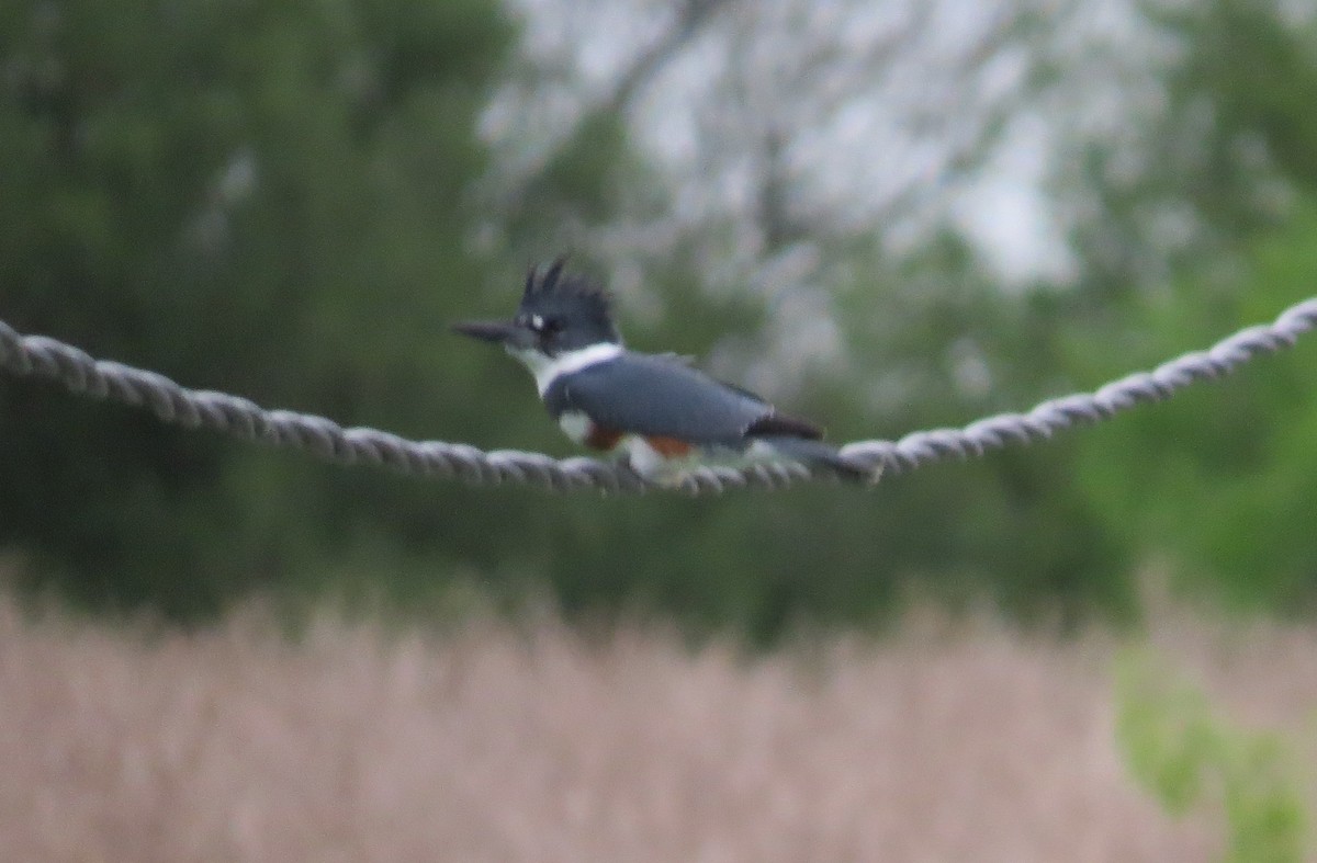Belted Kingfisher - ML148367791