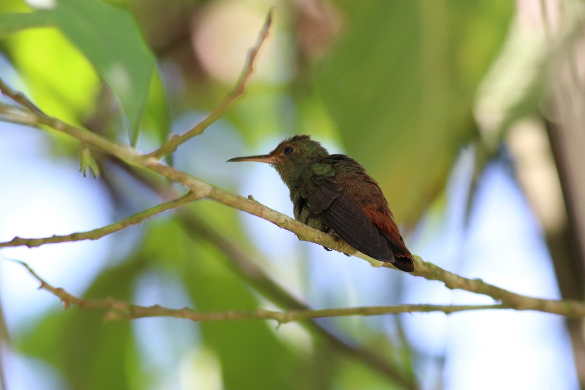Rufous-tailed Hummingbird - ML148367991