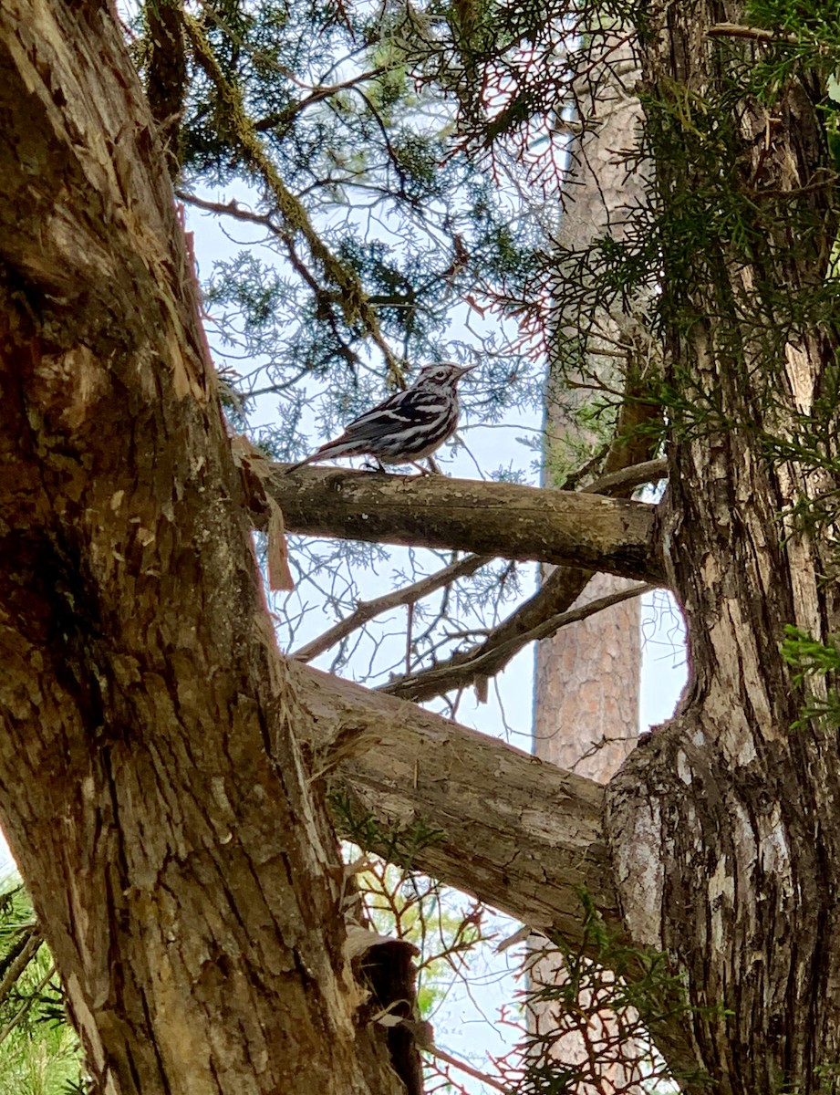 Black-and-white Warbler - James R. Hill, III