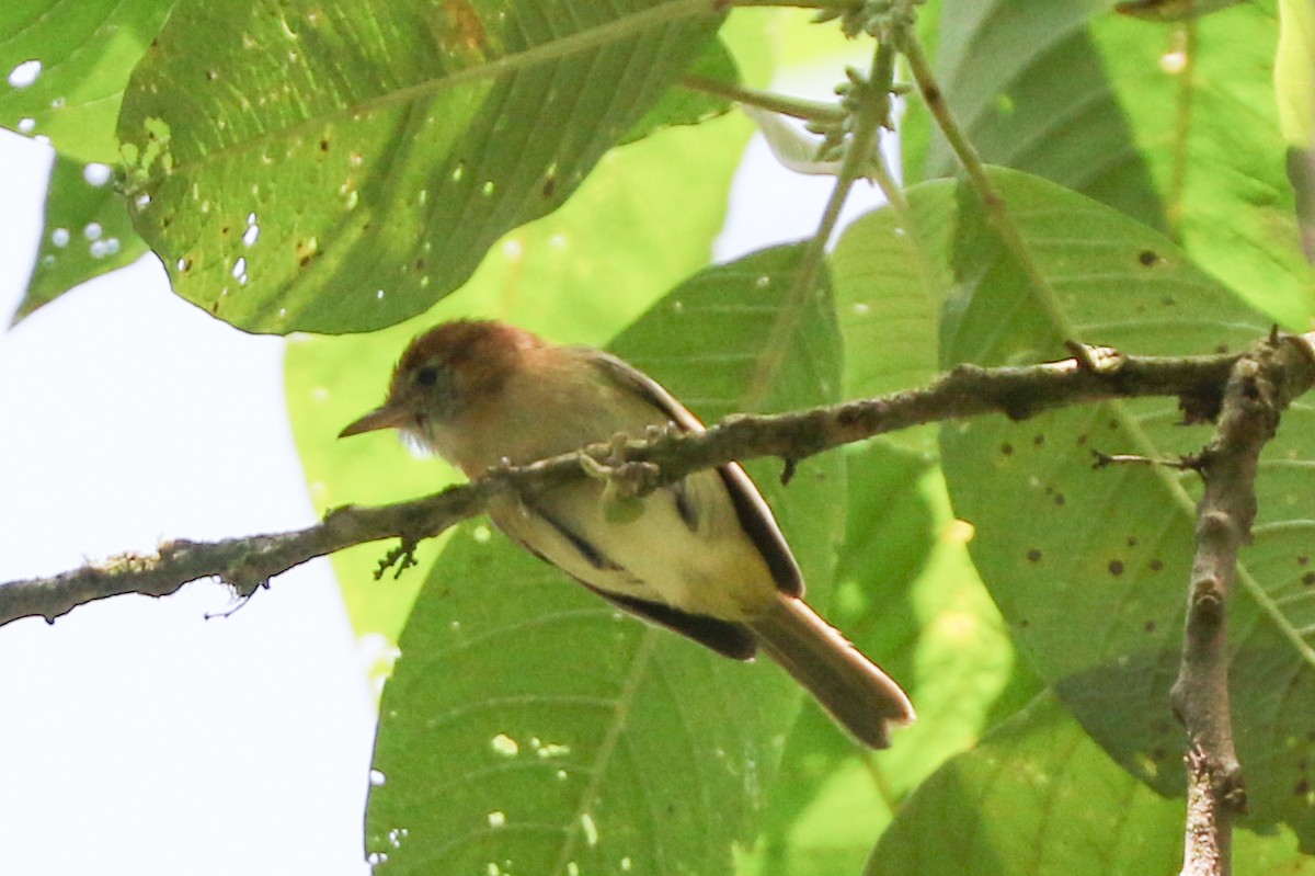 Rufous-naped Greenlet - Trina Anderson