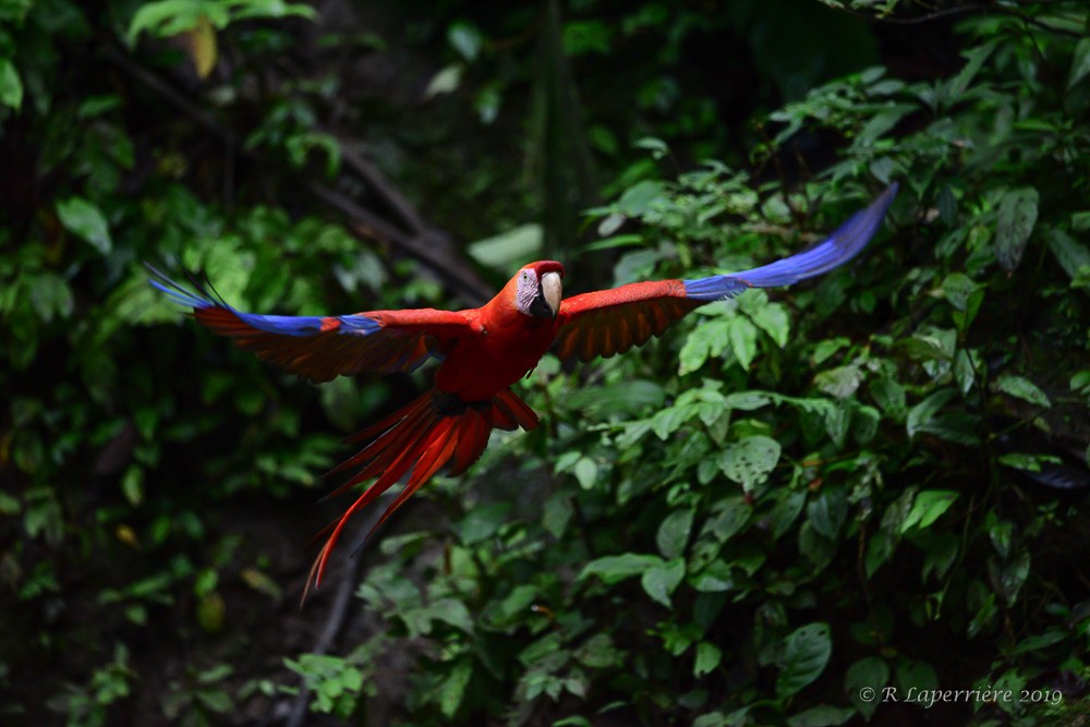 Scarlet Macaw - René Laperrière