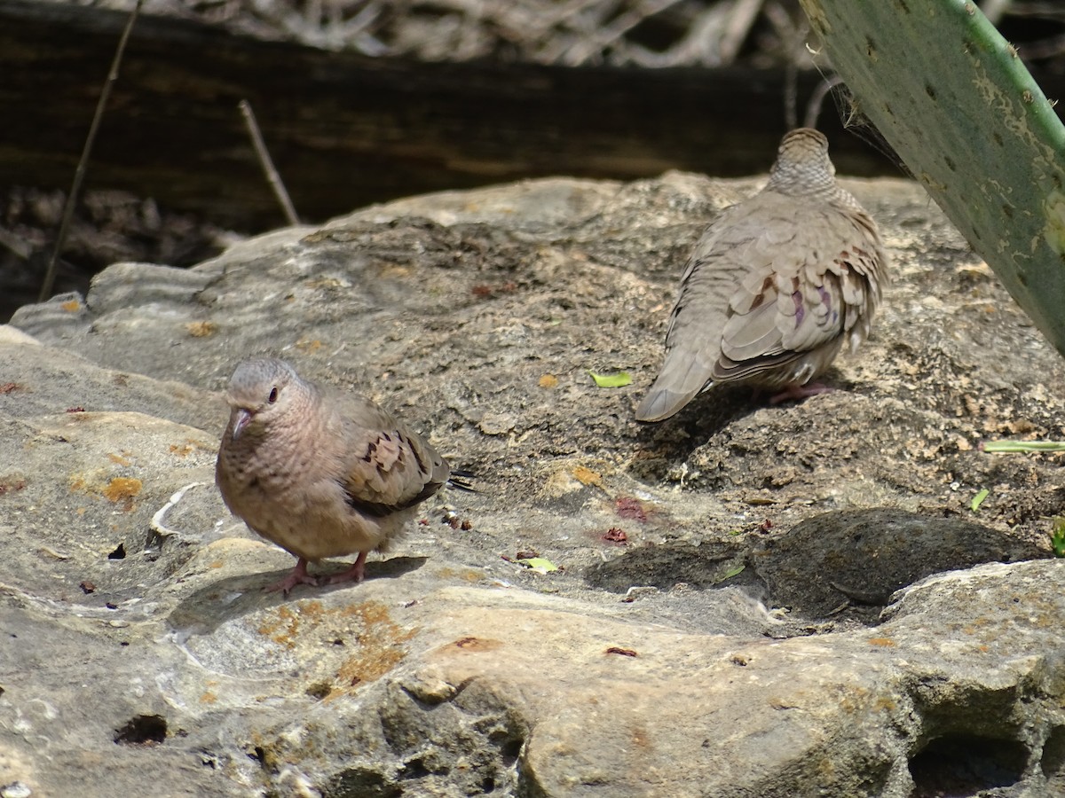 Common Ground Dove - Susan Andres