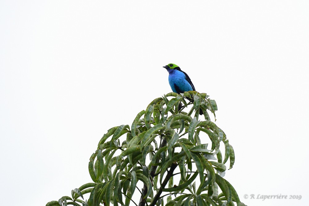 Paradise Tanager - ML148376931