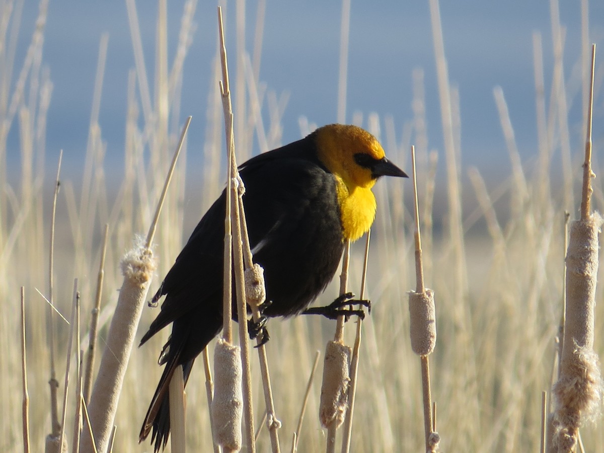 Yellow-headed Blackbird - Pam Otley