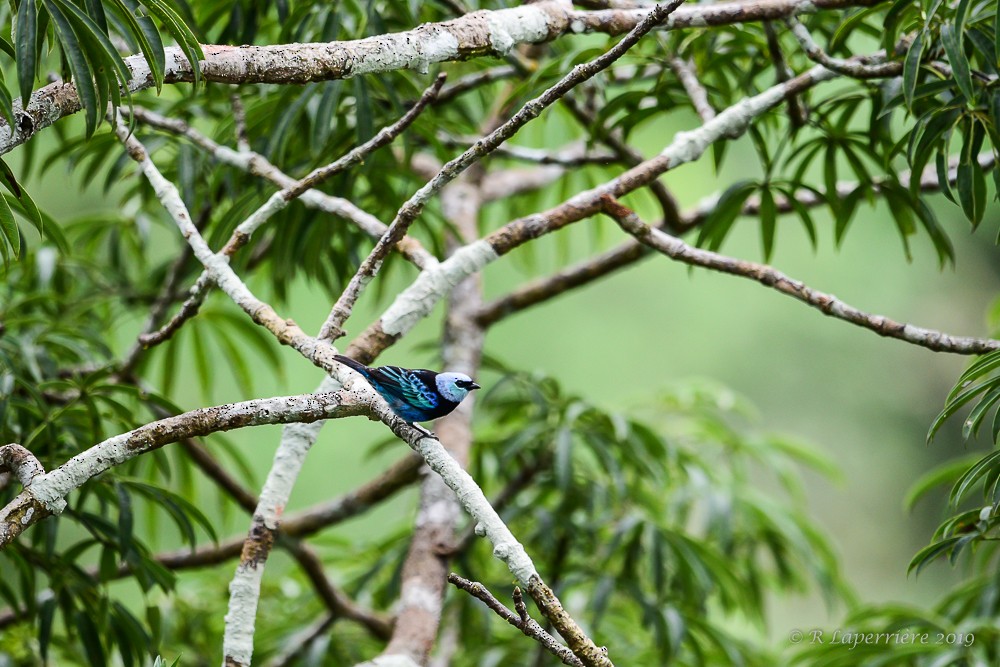 Masked Tanager - ML148377501