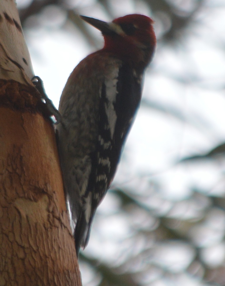 Red-breasted Sapsucker - ML148381261