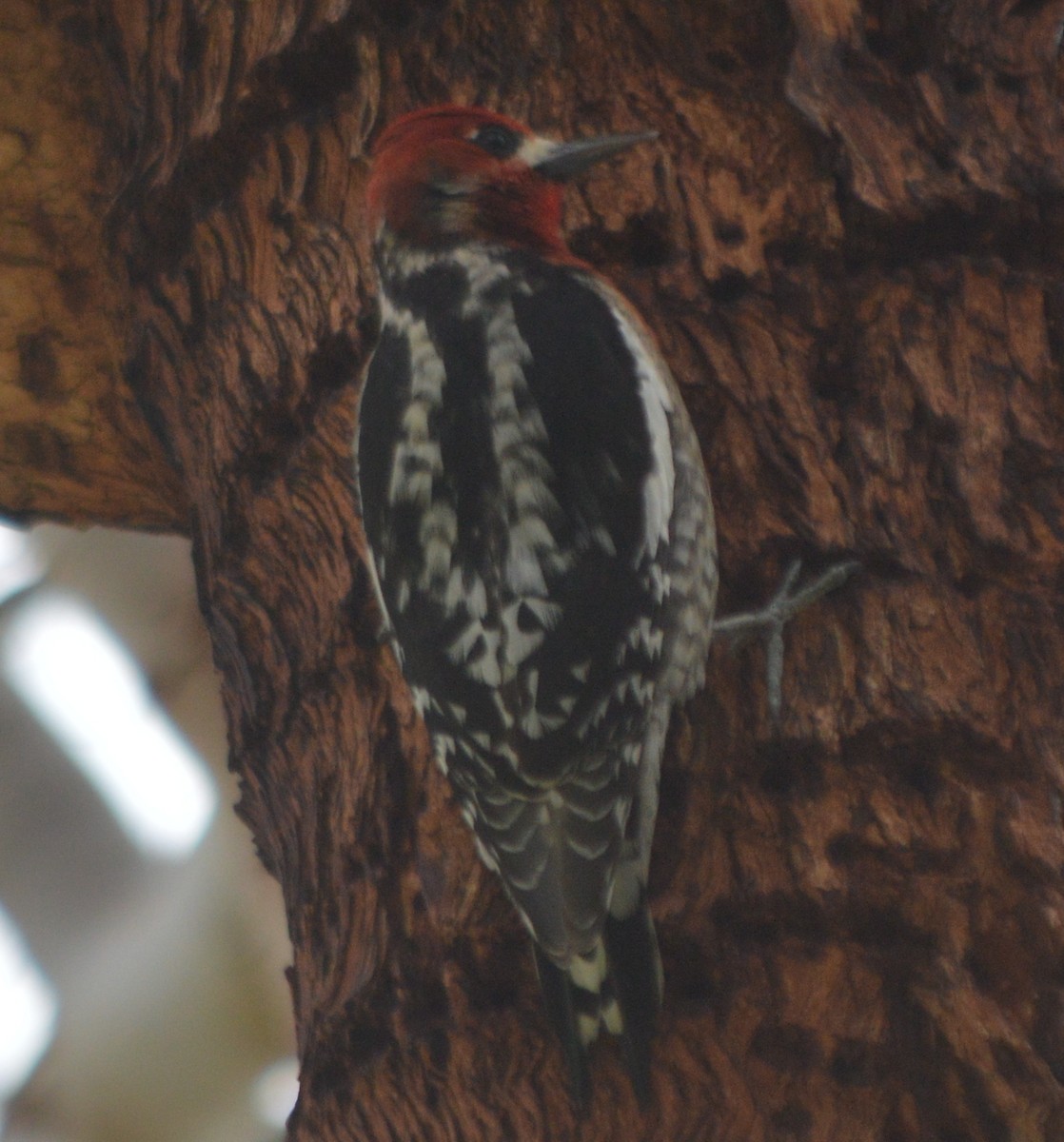 Red-breasted Sapsucker - ML148381291