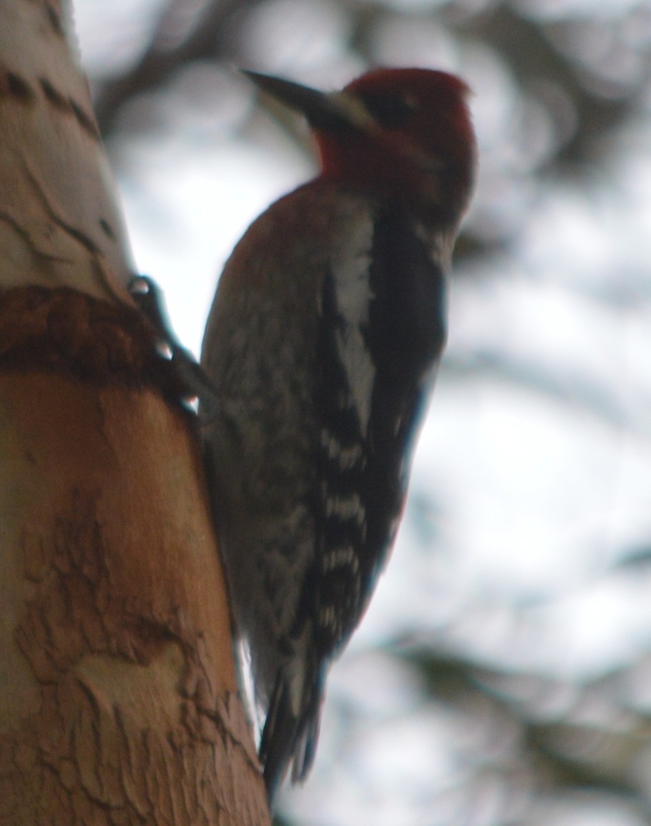 Red-breasted Sapsucker - ML148381301