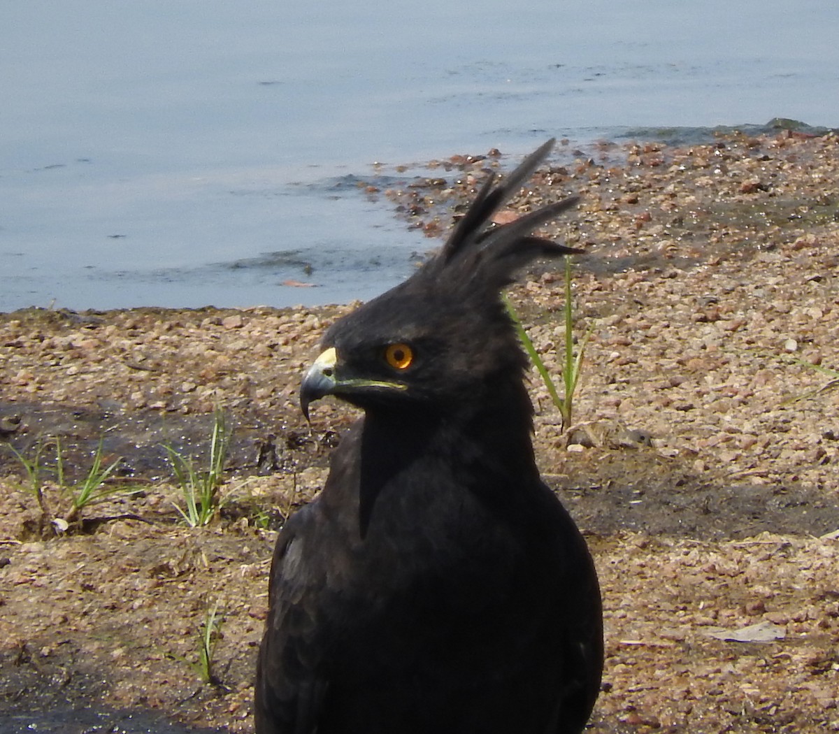 Long-crested Eagle - River Ahlquist