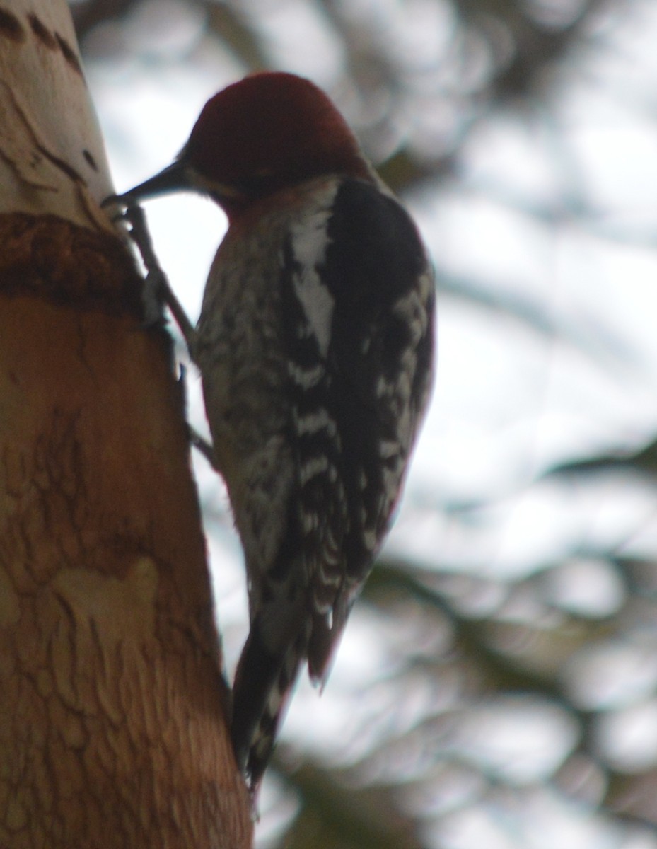 Red-breasted Sapsucker - ML148381361