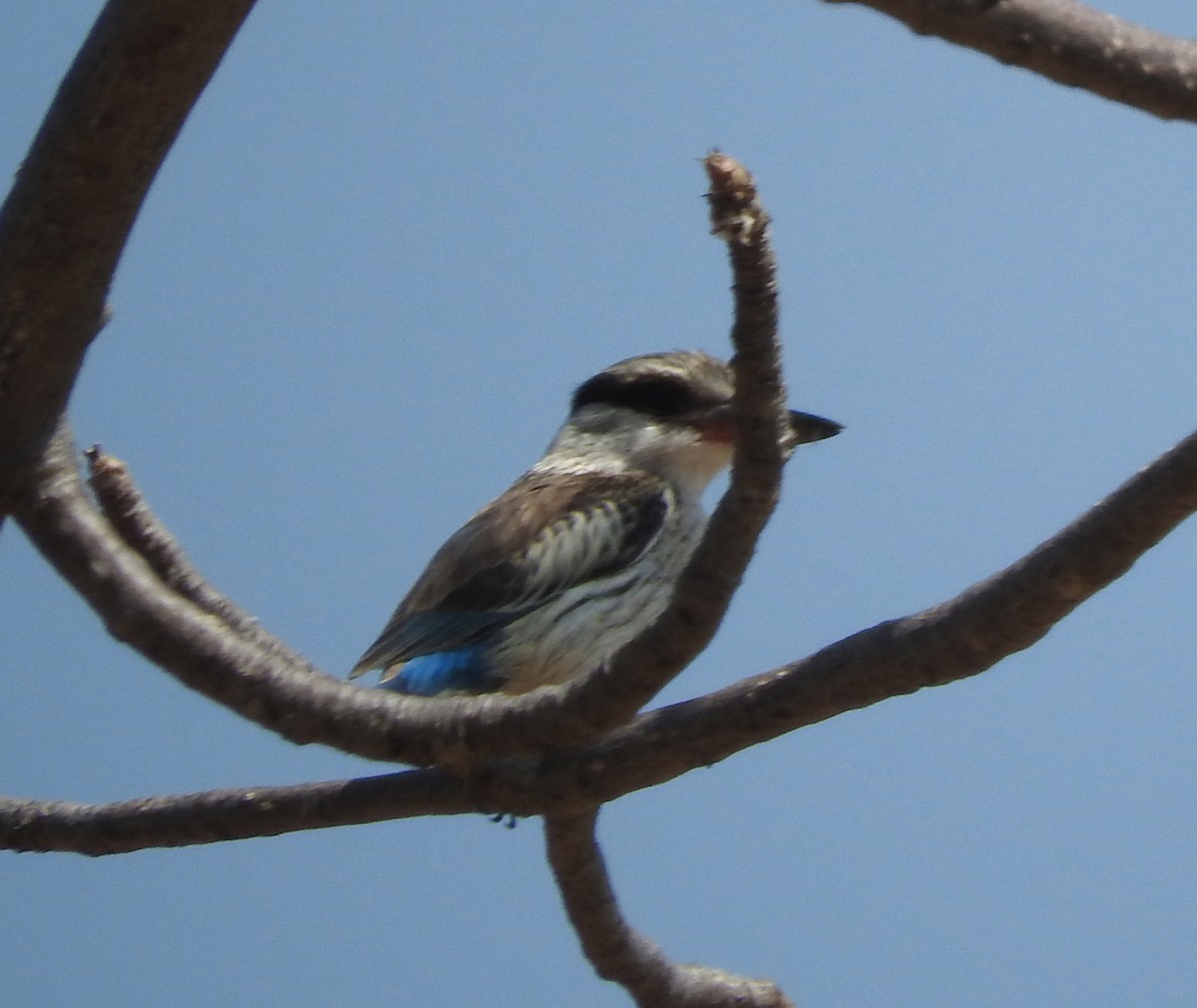 Striped Kingfisher - River Ahlquist
