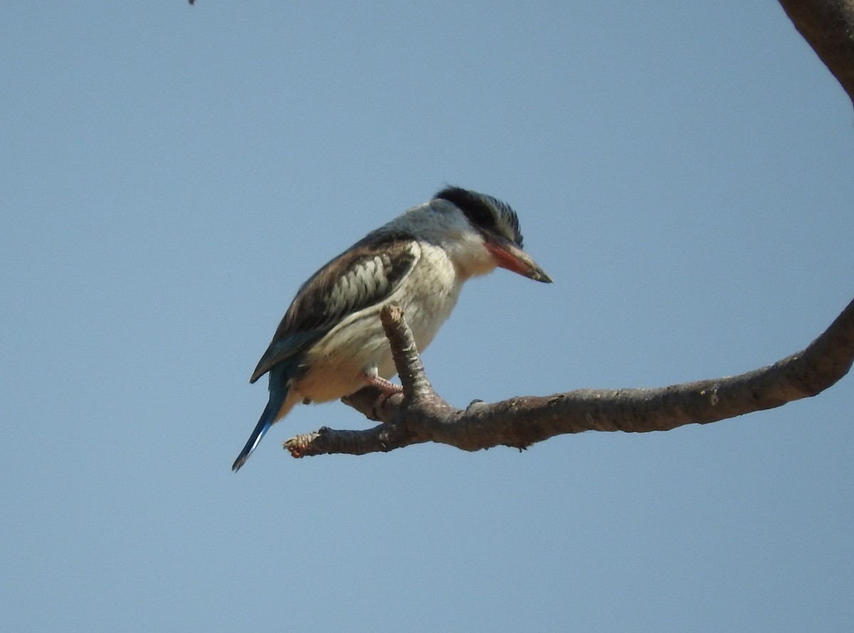 Striped Kingfisher - River Ahlquist