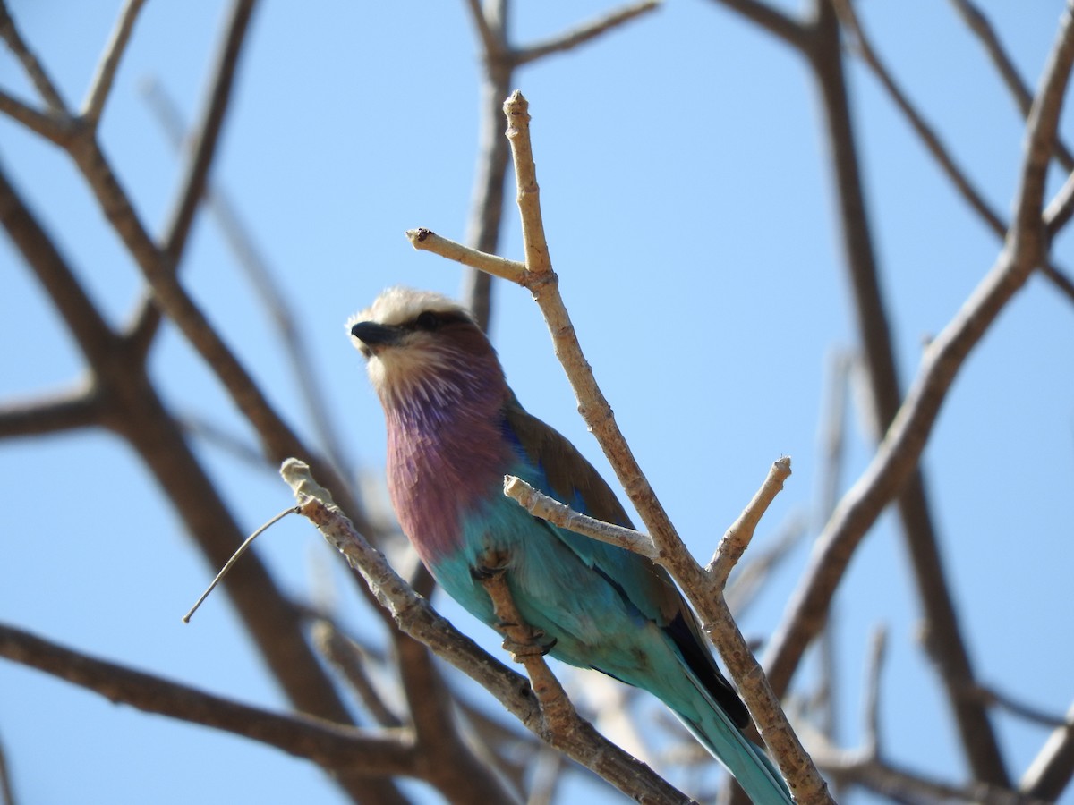 Lilac-breasted Roller - ML148382011