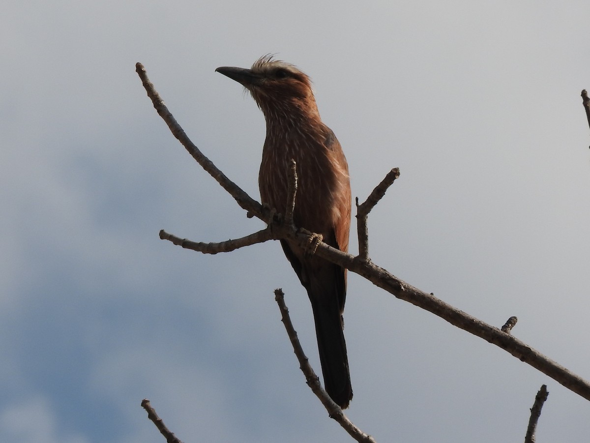 Rufous-crowned Roller - River Ahlquist