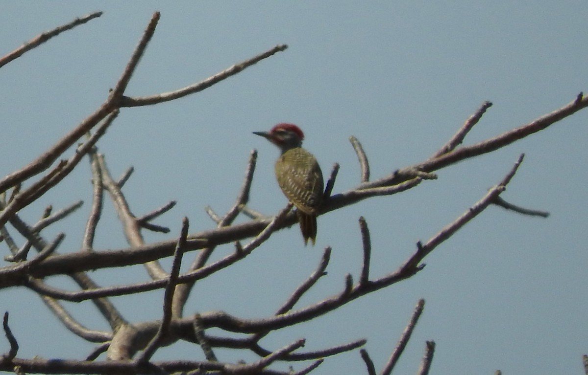 Cardinal Woodpecker - River Ahlquist