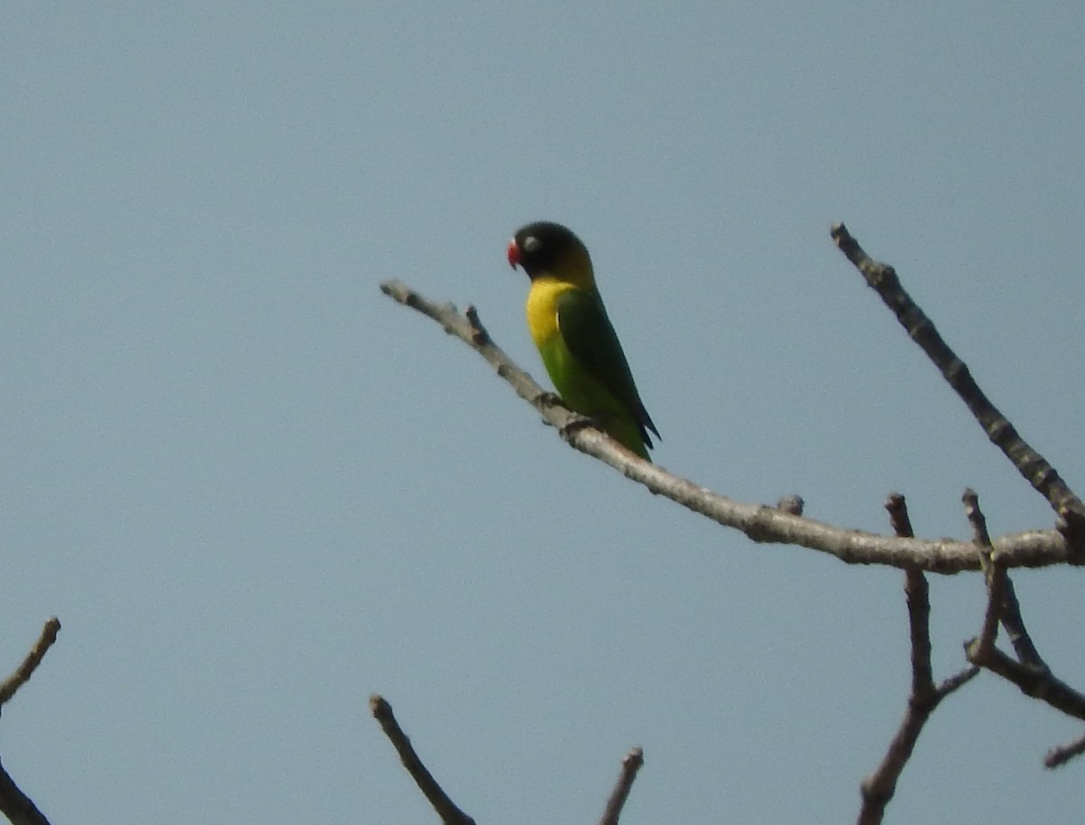 Yellow-collared Lovebird - ML148382751