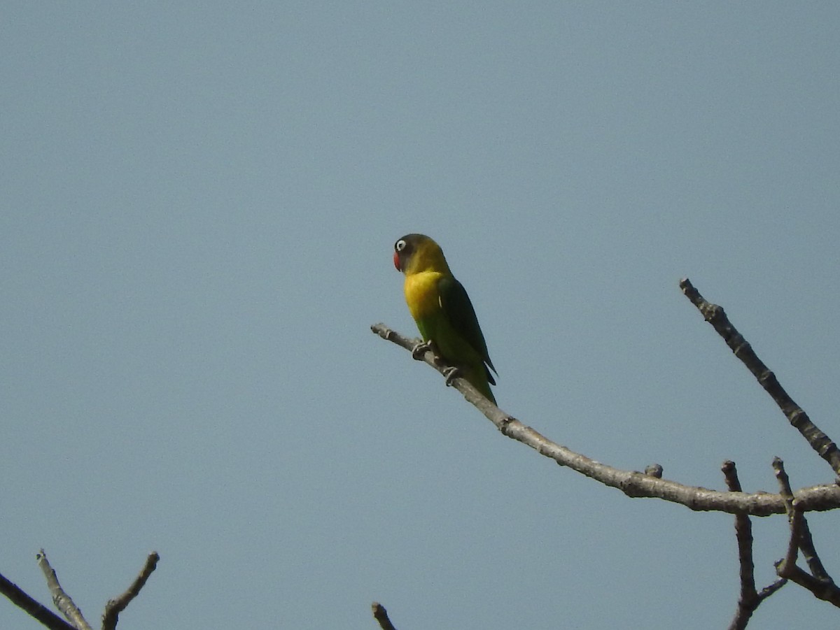 Yellow-collared Lovebird - River Ahlquist