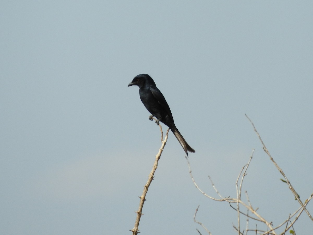 Fork-tailed Drongo - ML148383041