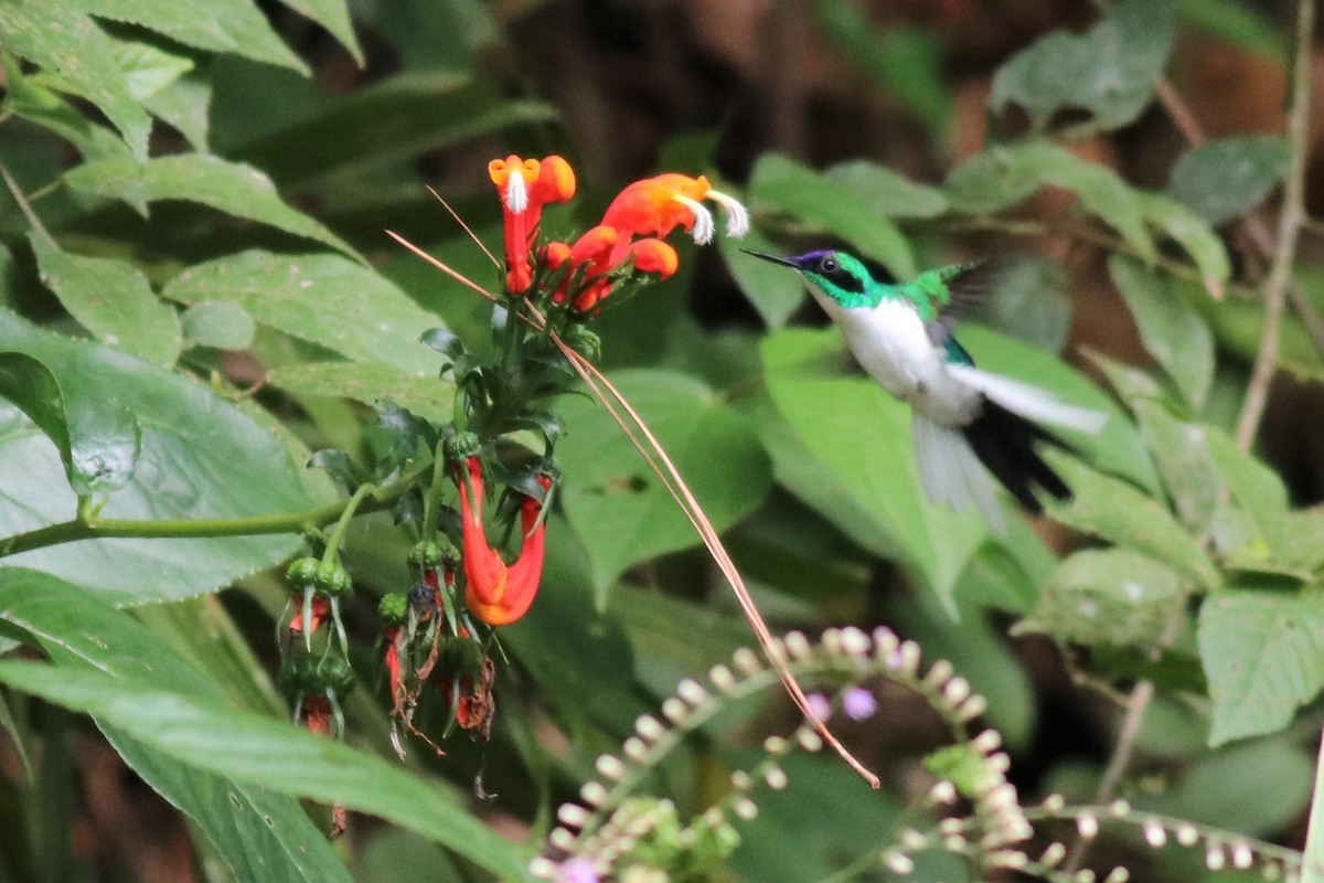 kolibřík purpurovohlavý - ML148385831