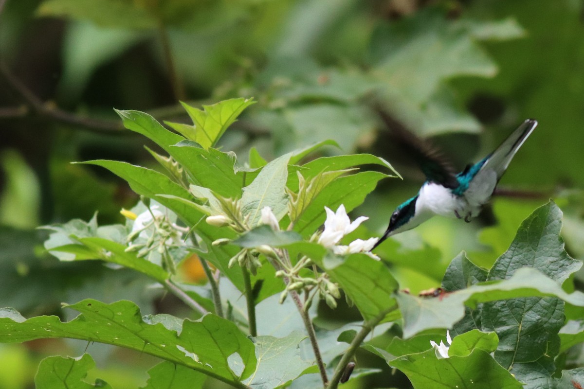 kolibřík purpurovohlavý - ML148385861
